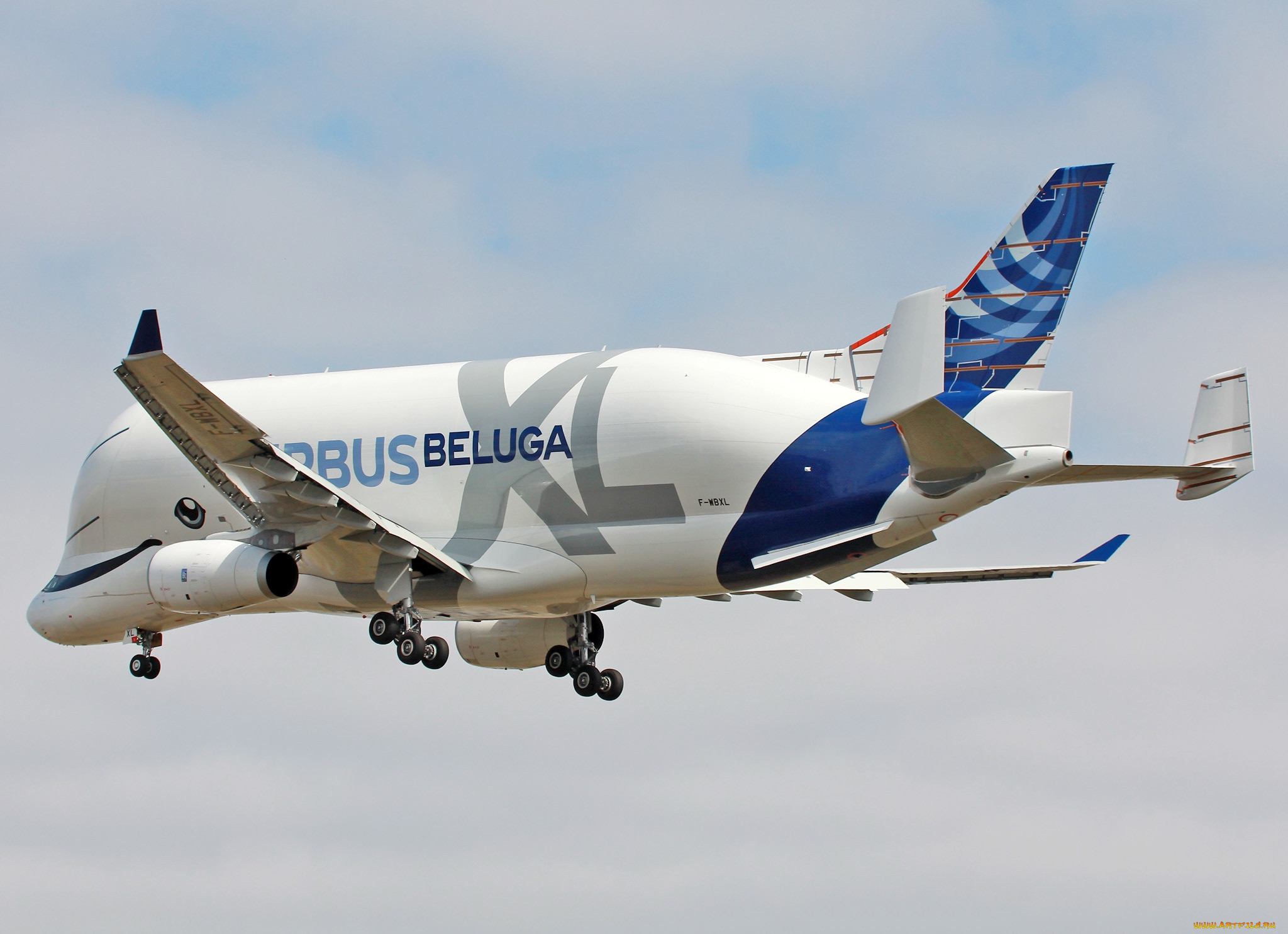 bellugaxl, ,  , 